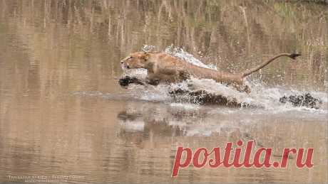 Lion - A Race with the Water Dedicated to all my friends at the Flickr group BORN to be WILD  A brilliant group with superb photographers and admins.  Next Africa Tour - February 2018 - Join me!