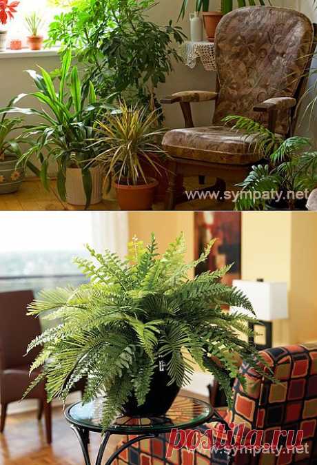 Полезные комнатные растения: красиво, полезно, душевно