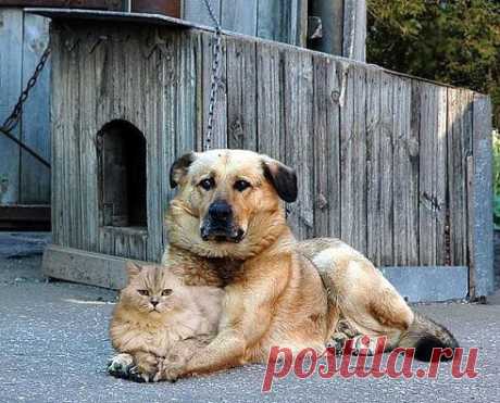 Они жили как кошка с собакой...Он её охранял,она его любила. ))