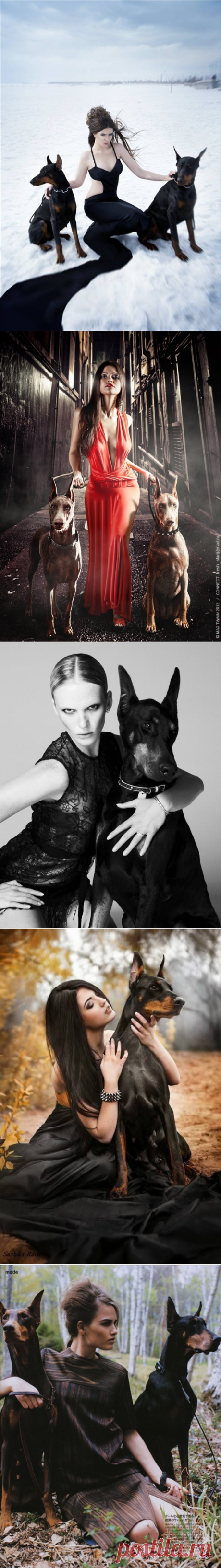 De Doberman als fashion-model - Dobermann info