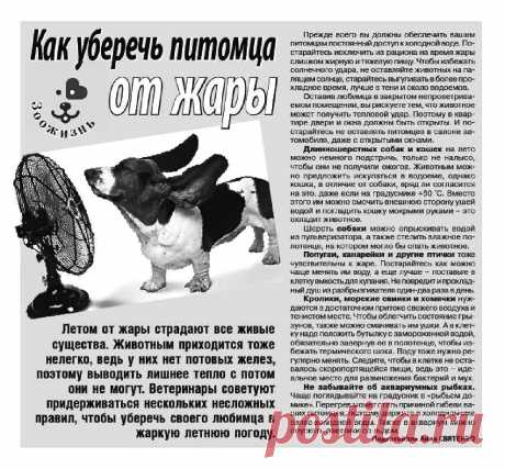 Как уберечь питомца от жары