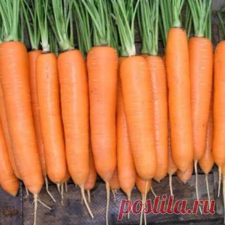 Как без хлопот посеять морковь?