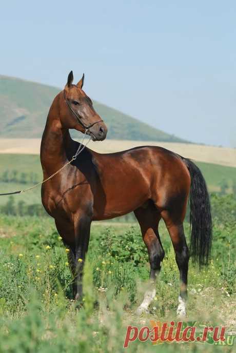 Самые красивые лошади ахалтекинская порода (32 фото + 1 видео) » Невседома - жизнь полна развлечений