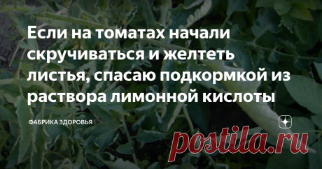 Если на томатах начали скручиваться и желтеть листья, спасаю подкормкой из раствора лимонной кислоты При выращивания помидор в жару многие сталкиваются с такой проблемой: верхние листья скручиваются, нижние желтеют, а в дальнейшем появляется такое заболевание, как вершинная гниль. И становится обидно, что весь сезон мы бегаем, поливаем свои растения, а толку нет. Это происходит потому, что растение в жару не способны усваивать калий и, как следствие, в жару растения испытывают дефицит важнейших