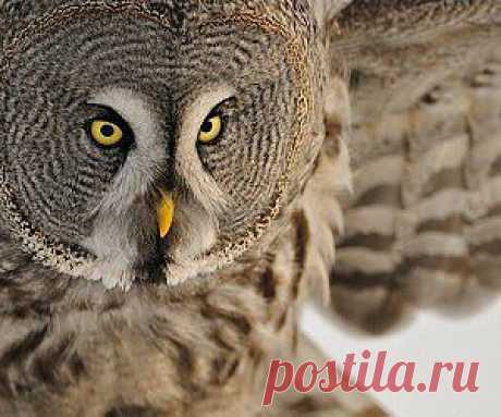 Eagle-owl-(2) wallpaper - Free HD Desktop Wallpapers