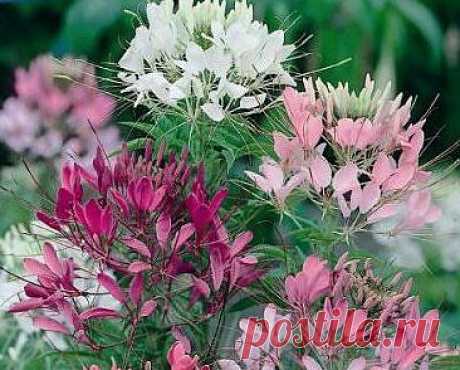 Клеома - колючка с хорошим характером (Cleome spinosa) - Дачные цветники - Садово-огородные растения - Каталог статей - Двинские цветоводы