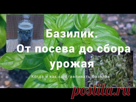 Базилик - от посева до сбора урожая