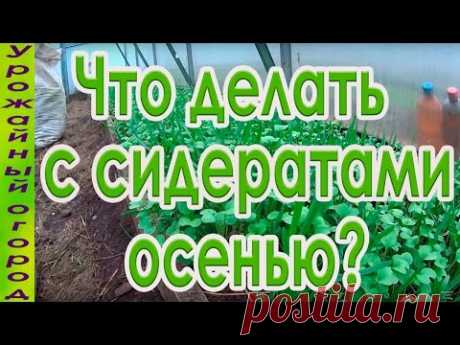 !!!!
ЧТО ДЕЛАТЬ С СИДЕРАТАМИ ОСЕНЬЮ?! - YouTube