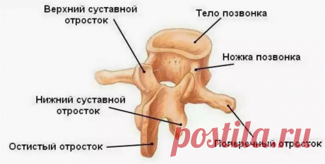 Семь "Золотых" упражнений для здоровья позвоночника. | Чародей-сказочник | Яндекс Дзен