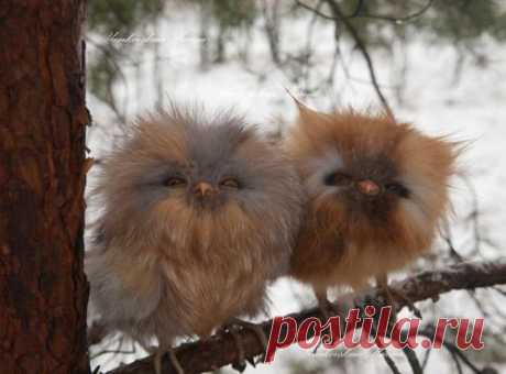 Fired Earth - worldofthecutestcuties: Cute baby owls. Are...