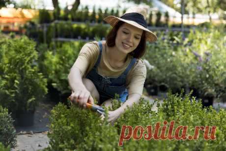 Аптекарский огород на даче: какие полезные растения посадить на своем участке