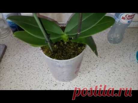 Новый эксперимент. Орхидея и Керамзит+Лесной мох