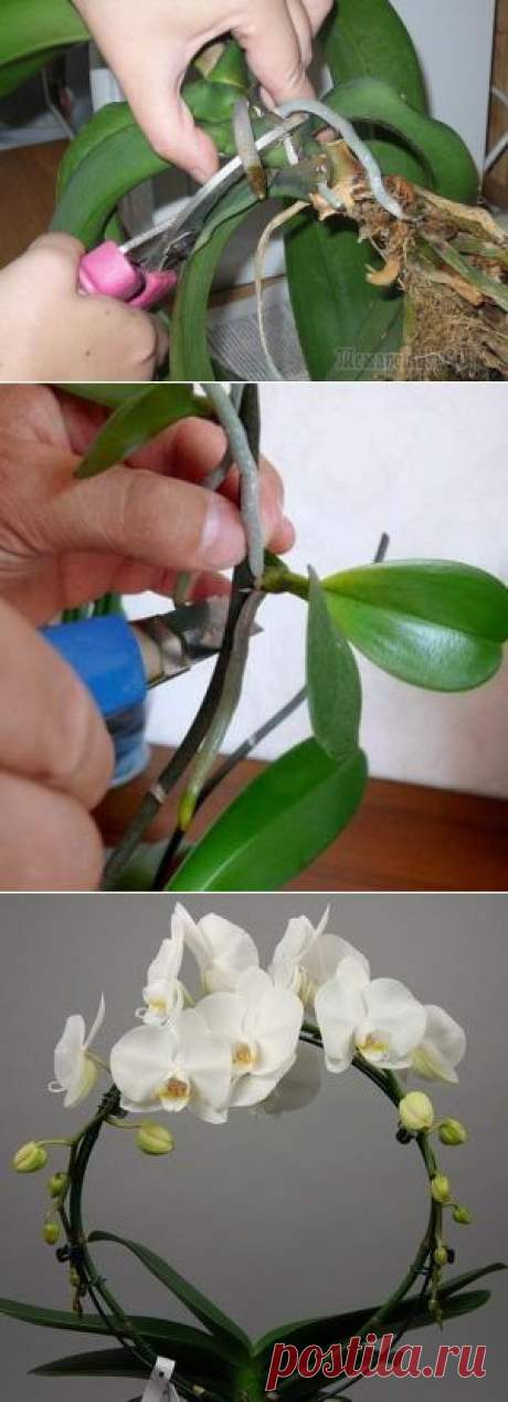 Способы размножения орхидеи Фаленопсис дома