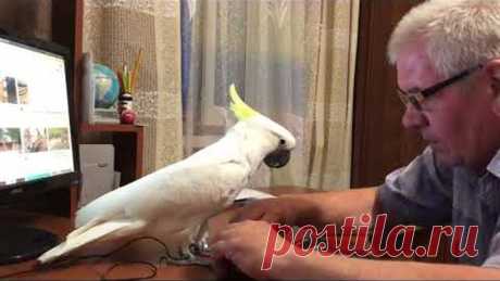 Какаду Кирюня, это не обычный попугай!🥸😜 Kakadu Kiryunya, this is no ordinary parrot for you.