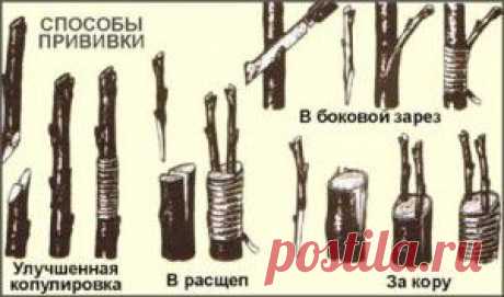 Ликбез о прививании деревьев весной