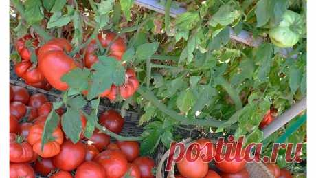 Подруга-садовод из Крыма посоветовала подкормку, которая сделала мои томаты крупнее и сочнее | Сад - моё хобби | Яндекс Дзен