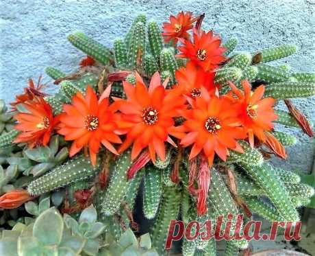 Cacto Pendente Amendoim Nome cientifico: Echinopsis chamaecereus Outra obra prima da natureza, o cacto pendente amendoim é uma espécie nativa da Argentina, conhecida popularmente como "cacto de amendoim", com o passar do tempo suas hastes se sobrepõem umas sobre as outras tornando-se pendentes, produz lindas flores que vão do tom alaranjado ao vermelho que causam um impacto visual deslumbrante que dificilmente passam desapercebidos. As flores aparecem na primavera, além de...