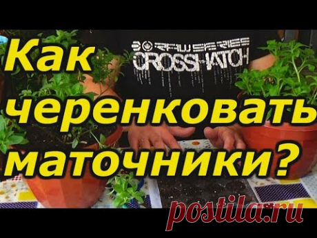 ЧЕРЕНКОВАНИЕ СУРФИНИИ И КАЛИБРАХОА С МАТОЧНЫХ РАСТЕНИЙ . - YouTube