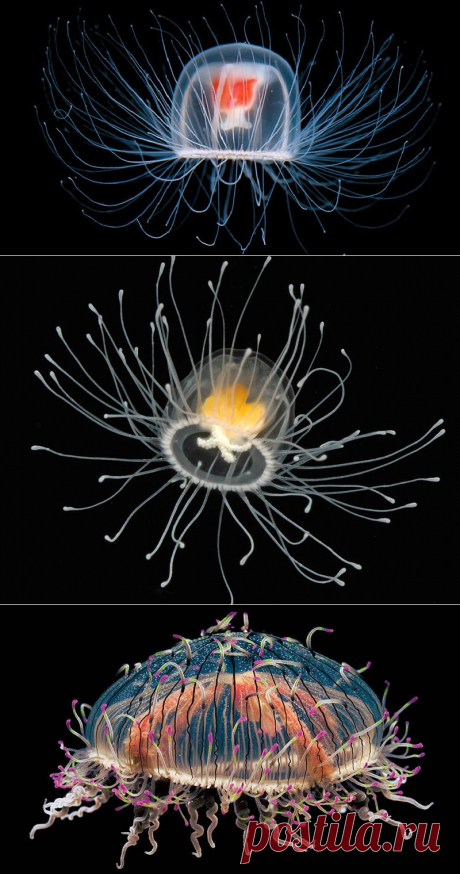 Медуза Turritopsis Nutricula – единственное на Земле бессмертное существо | В мире интересного