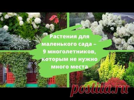 Растения для маленького сада – 9 многолетников, которым не нужно много места