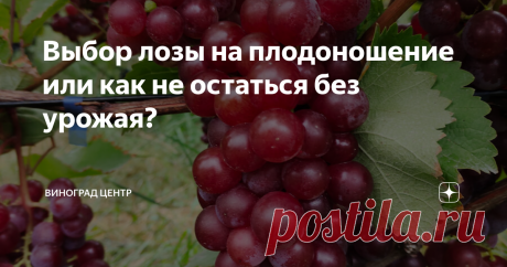 Выбор лозы на плодоношение или как не остаться без урожая? Статья автора «ВИНОГРАД   ЦЕНТР» в Дзене ✍: Всем мира и добра! В последнее время я много рассказывал здесь о вызревании виноградной лозы и различных мероприятиях по ускорению этого важного процесса.