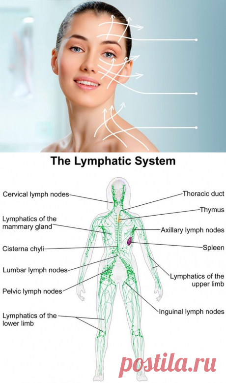 Красота и лимфатическая система