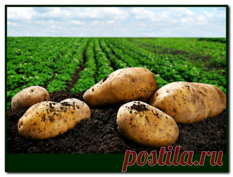 Поселите у себя эти 3 сорта Белорусского картофеля! Не пожалеете! 👍 | 4 Сезона огородника | Яндекс Дзен