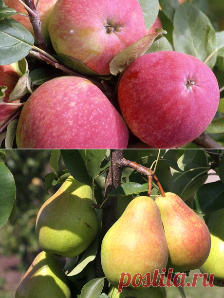 Секреты успеха. Правила посадки яблони и груши | Сад | Дача | Аргументы и Факты