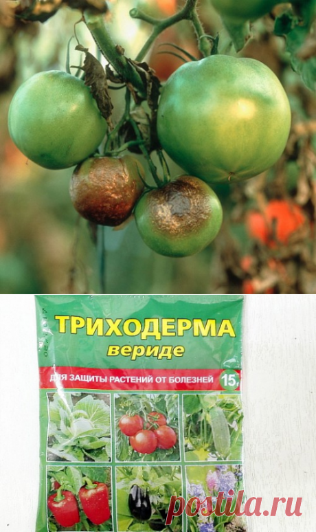 Как уберечь помидоры от фитофтороза