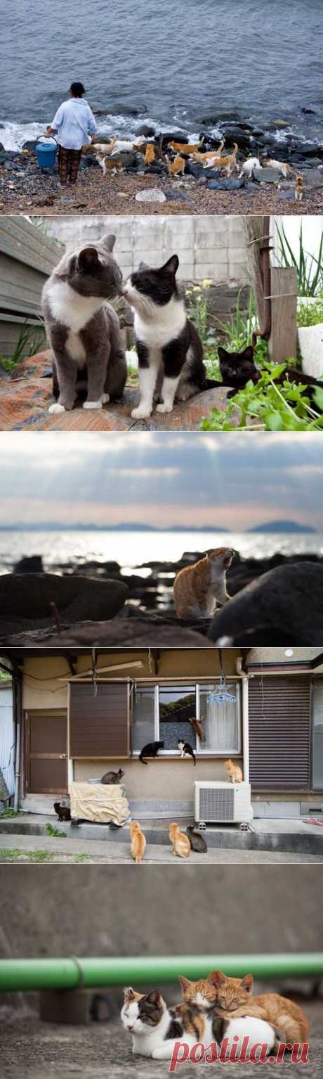 Специалист по туризму : Японский остров котов