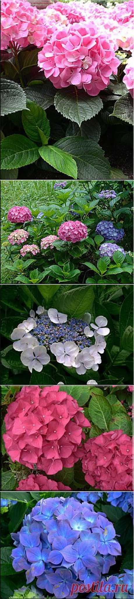 Гортензия (Гидрангея), (Hydrangea). Описание, виды и уход за гортензией | Флористика на &quot;Добро ЕСТЬ!&quot;