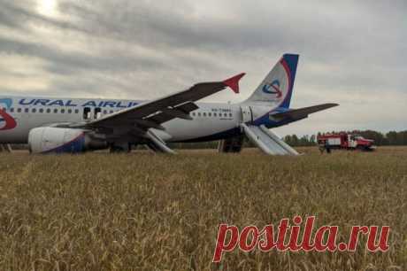 Mash: уволился пилот, посадивший Airbus A320 в поле под Новосибирском. Информации о причинах увольнения нет.