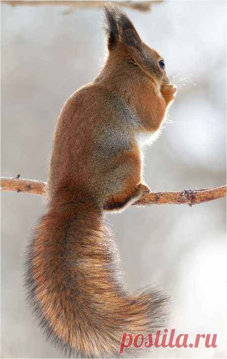 All sizes | Squirrel showing off its tail | Flickr - Photo Sharing!