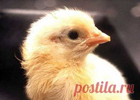 (+1) тема - Как из яйца развивается цыпленок | НАУКА И ЖИЗНЬ
