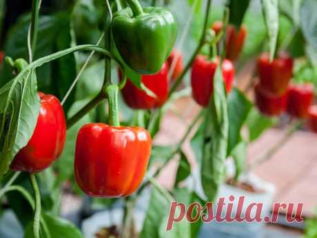 Все, что нужно знать о выращивании и уходе за болгарским перцем