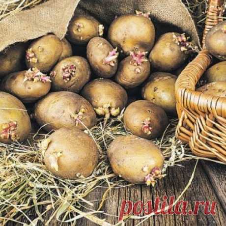 Способы посадки картофеля на даче под солому и в бочки