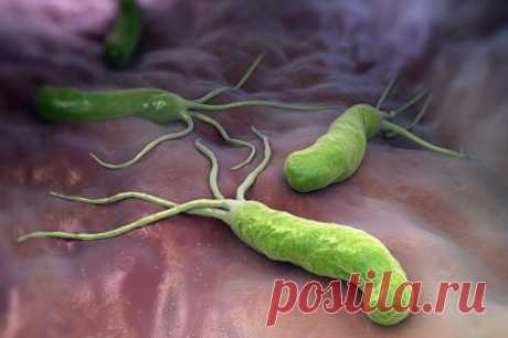 Как вылечить Helicobacter pylori: схема лечения и симптомы у взрослых