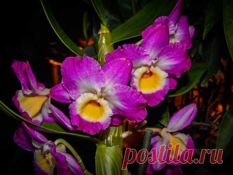 Орхидея Дендробиум нобиле – уход в домашних условиях