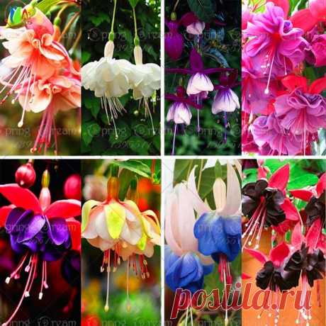 120 seeds /bag Fuchsia seeds lantern flower indoor balcony bonsai seed flower seeds   |  Pinterest