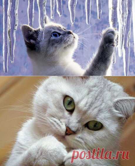 Кошки-синоптики: самые точные приметы погоды | Дай лапку