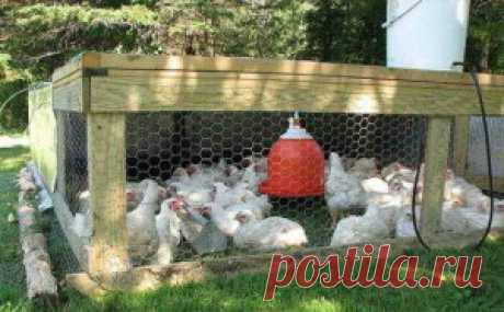 Как выращивать бройлеров в домашних условиях, питание цыплят | Дача - впрок