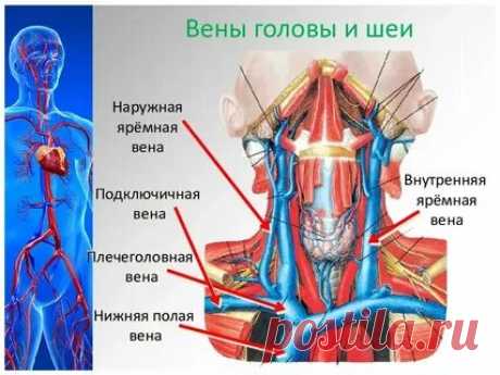 ЧТО ЭТО:ЯРЕМНАЯ ВЕНА: 2 тыс изображений найдено в Яндекс Картинках