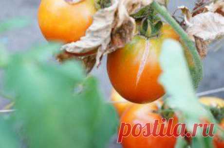 Болезни огурцов и помидоров – как с ними бороться