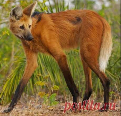 The maned wolf is the largest canid of South America. Its markings resemble those of foxes, but it is not a fox, nor is it a wolf, as it is not closely related to other canids. It is the only species in the genus Chrysocyon (meaning "golden dog").It is found in open and semi-open habitats, especially grasslands with scattered bushes and trees, in Brazil, Paraguay, Argentina, Bolivia, and Peru.