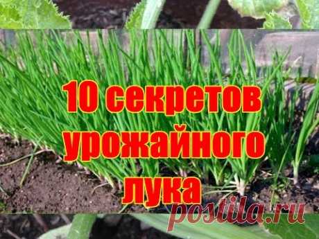 10 секретов урожайного лука / Как вырастить здоровый крупный лук