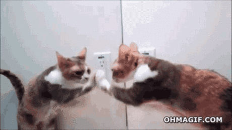 Коты против зеркал: смешные шокированные коты, увидевшие свою точную копию в зеркале | Позитив в картинках и не только