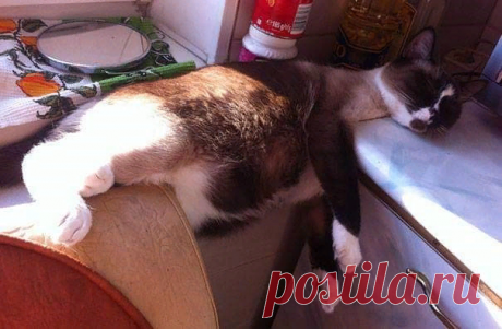 Необычные кошки и их удивительные позы — подборка смешных фото | Manki Blog | Яндекс Дзен