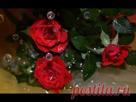 Роза -  цветок Александры