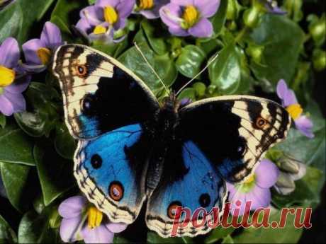 Красивые бабочки с разных уголков мира (40 фото) - Фото животных - насекомые, бабочки