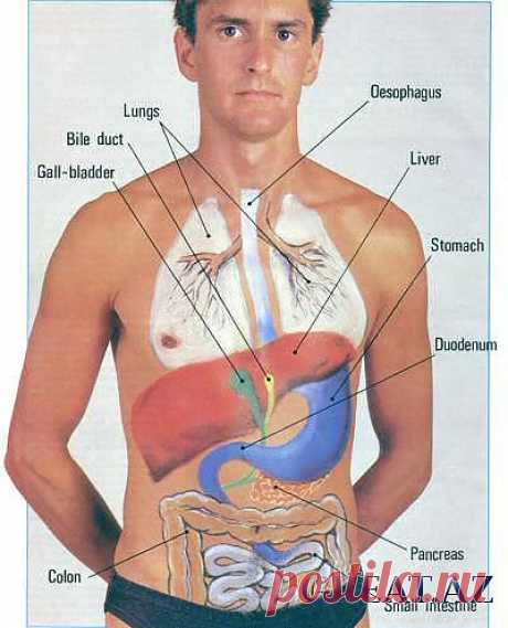 Где находится печень у человека?